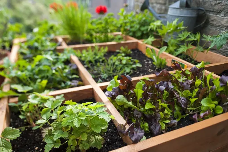 gardening