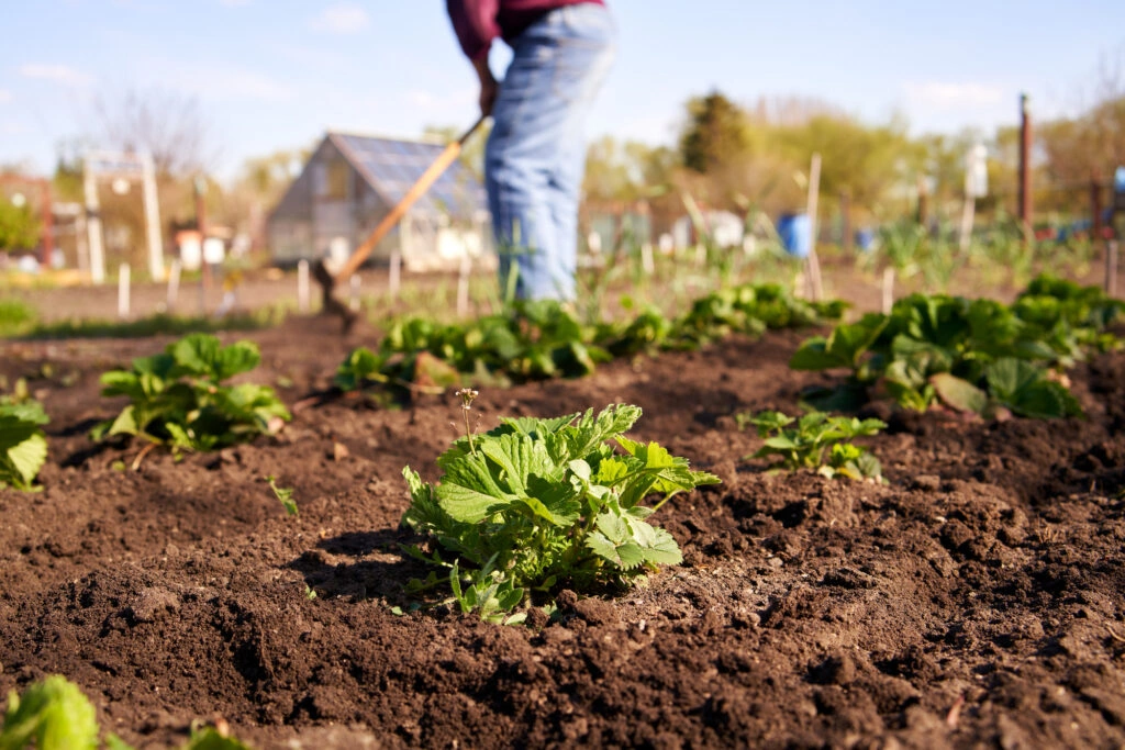 Homesteading