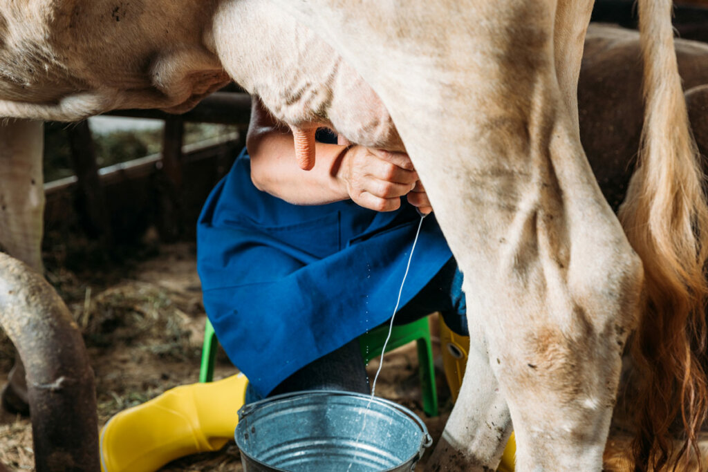 Milking A Cow