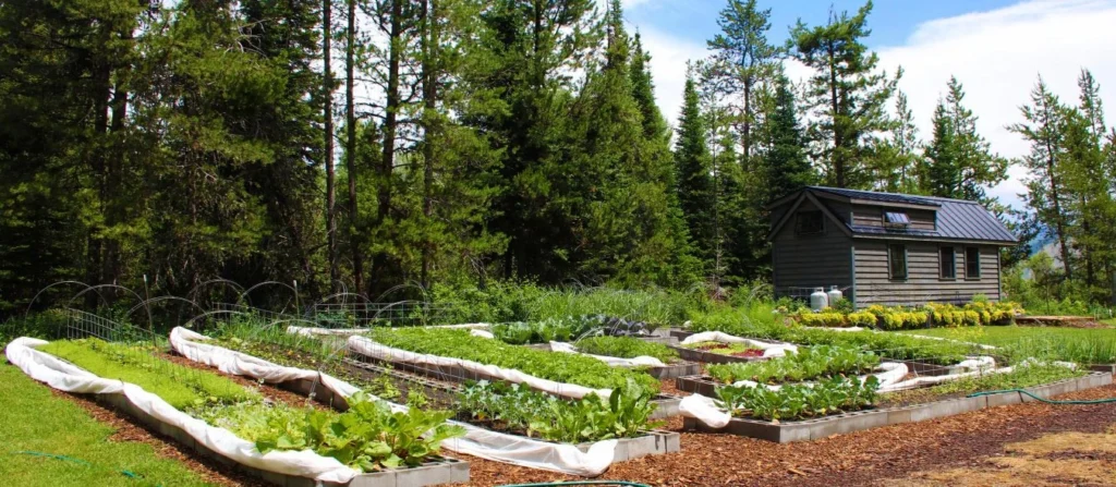 7 Reasons to Start Homesteading TODAY
