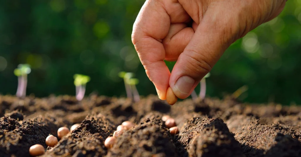 Plant some seeds 