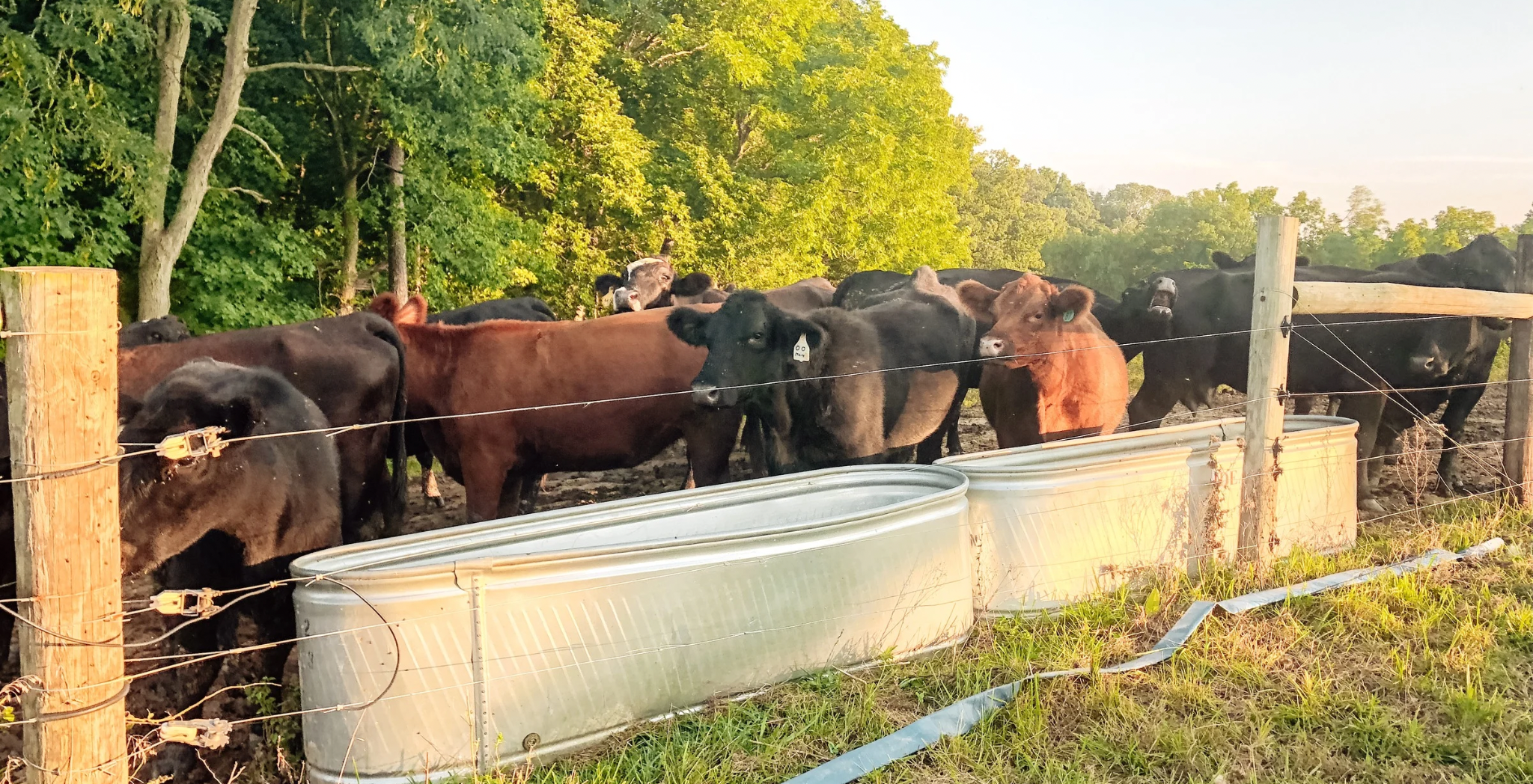 A group of cattle of various breeds gathered near a trough in a lush, green pasture framed by trees under a clear sky.