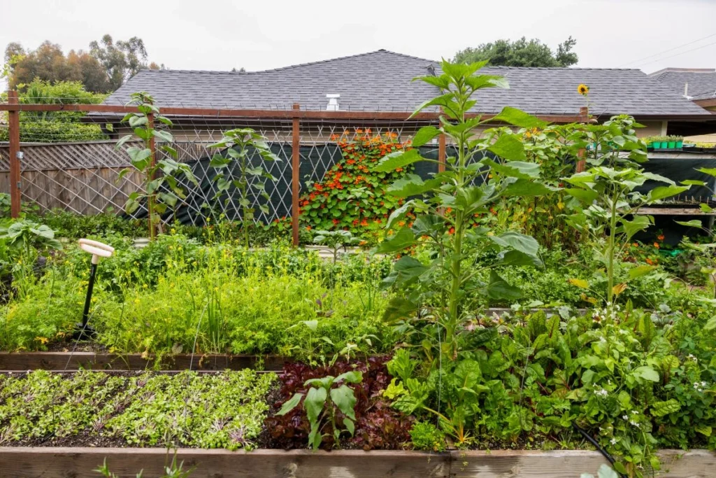 Our Top 5 Biggest Homestead Mistakes