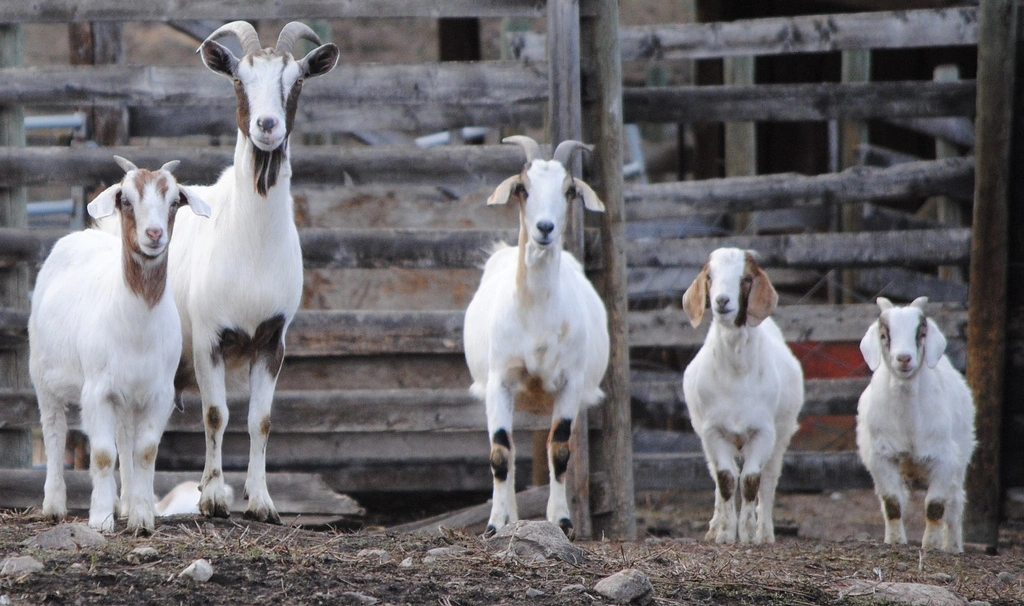 Goats