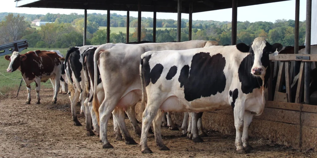 If you're going to raise animals, you need to take proper care of them.