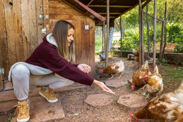 A women feeding hen