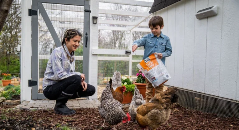 Beginning homesteaders with chickens and raised beds