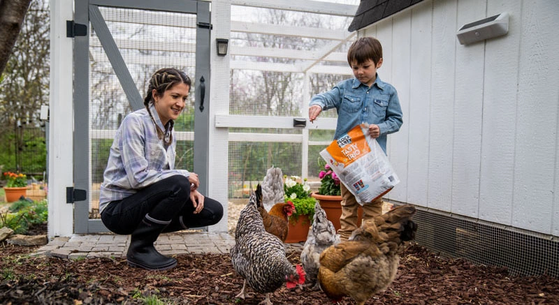 Beginning homesteaders with chickens and raised beds