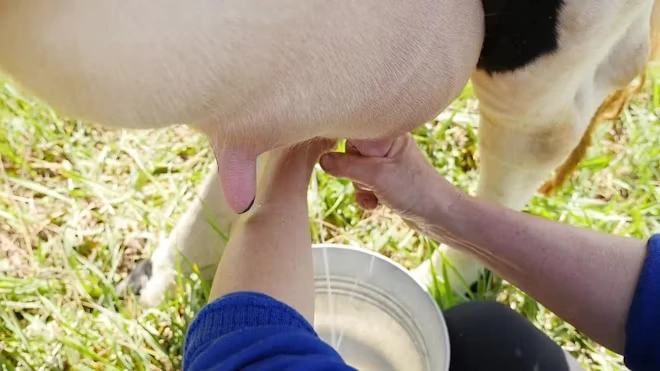 A women milking a cow