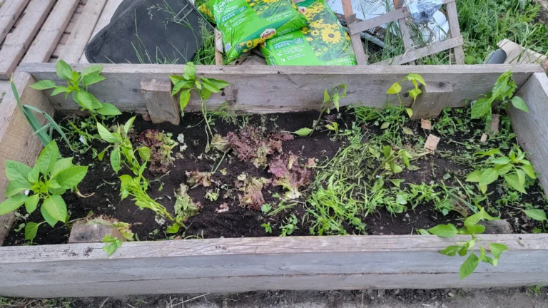 A garden bed half-planted, half-destroyed