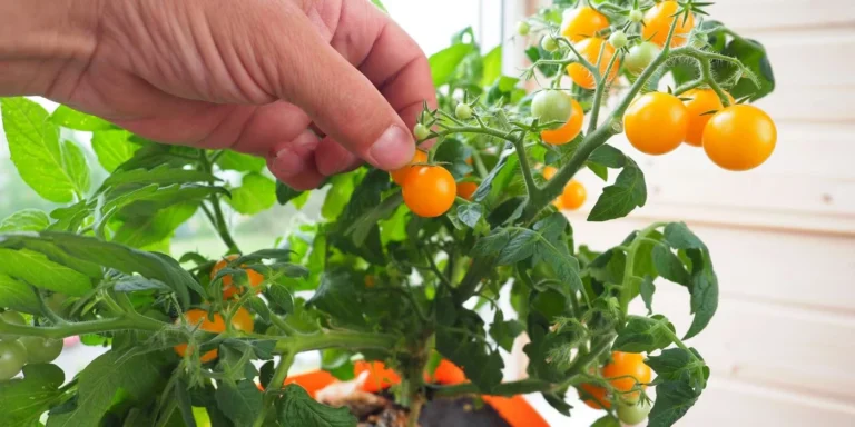 A small tomato