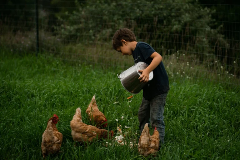 Boy feeding chickens on a homestead