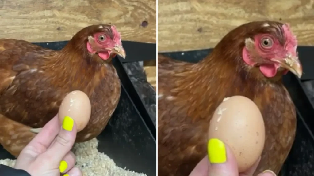 Getting the first egg from your first chicken is a thrill like no other