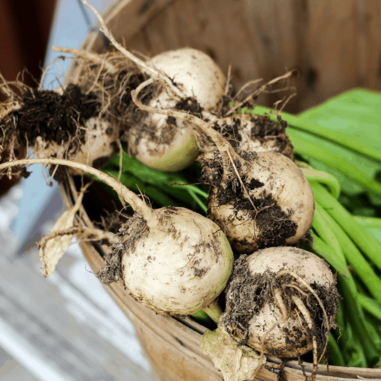 A close-up of freshly harvested turnips with soil still clinging to their roots, resting in a wooden basket alongside green leaves.